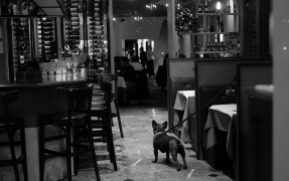 Frenchie in a French Restaurant